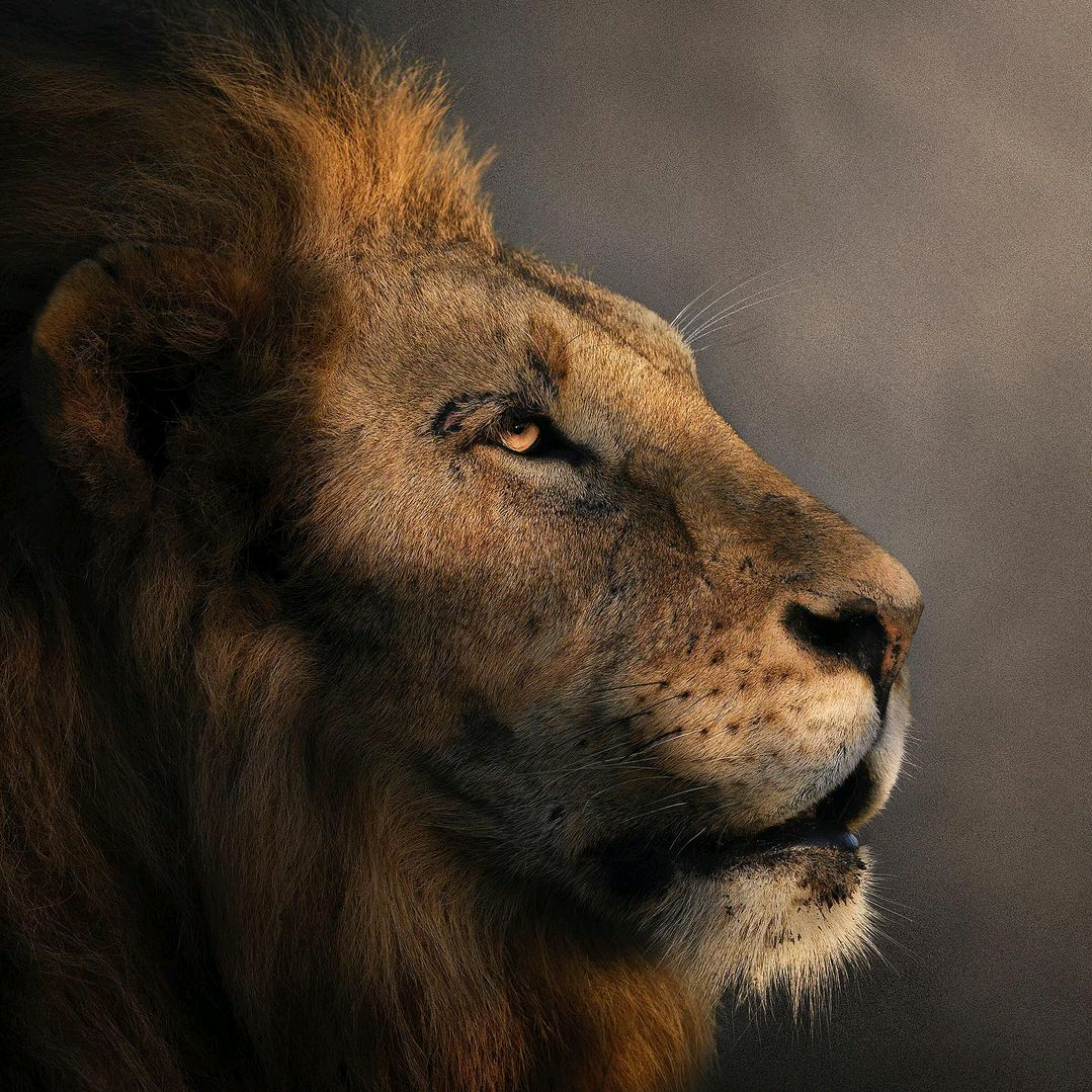 Animals great.outdoo