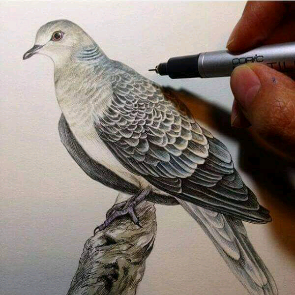 الطير المهاجر dyf7zkwxsu8f