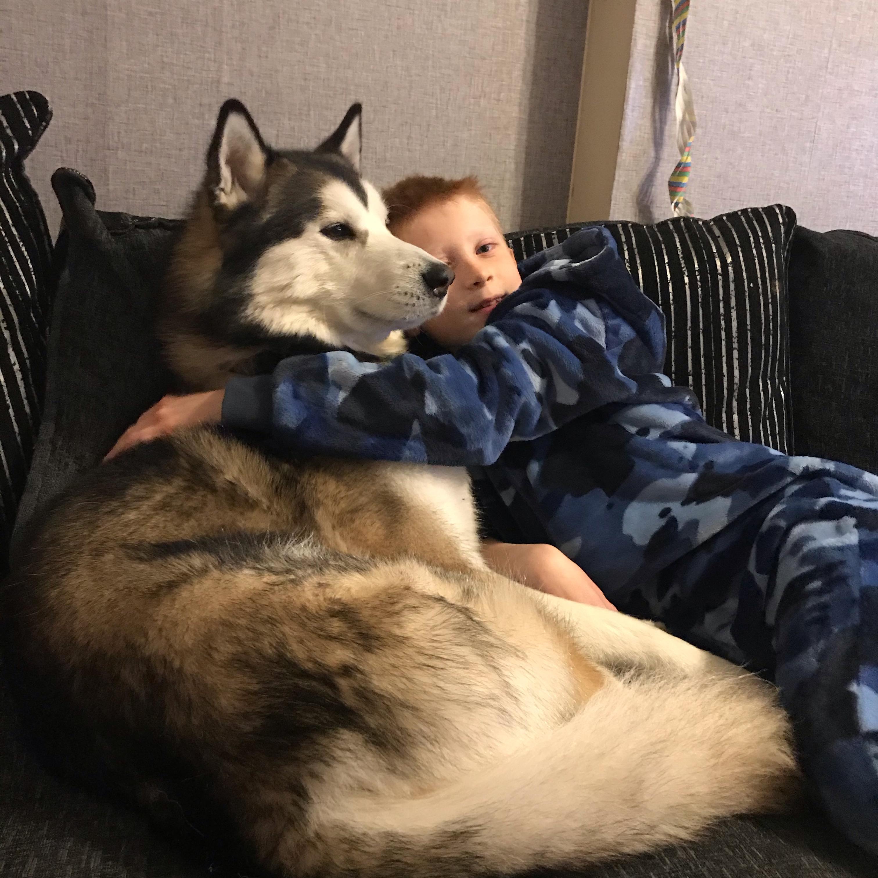 WolfShark&KODA wolfshark0