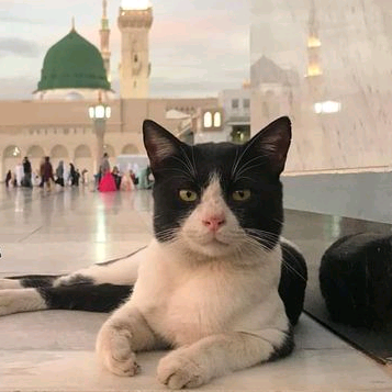 Hamba Allah 🌻🇵🇸 cik.berkacamata