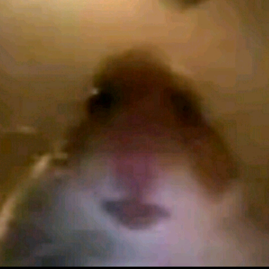hamster bego🐹 gwkentang96