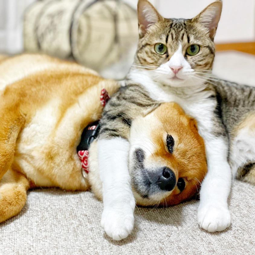 柴犬きなこ&猫たらこ mameshibakinako