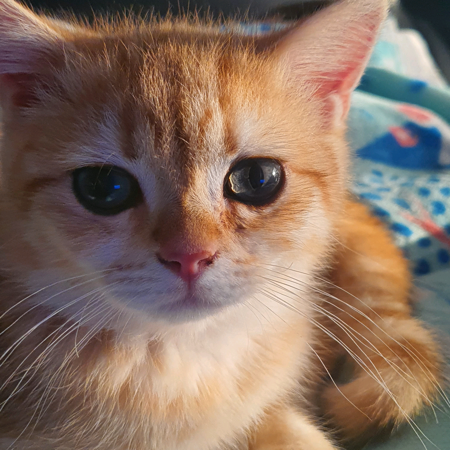 인기짱 가랑이 dyj8m0b7jzf
