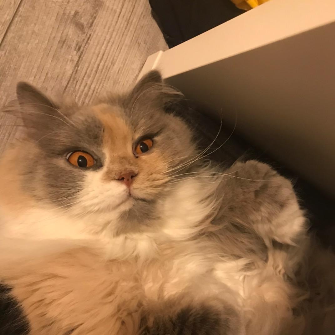 😽 hotcatija