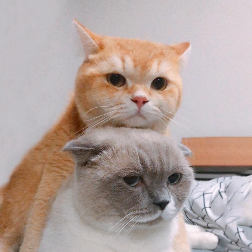 ชิเอลแมวมึน 😺 cielmeowmun