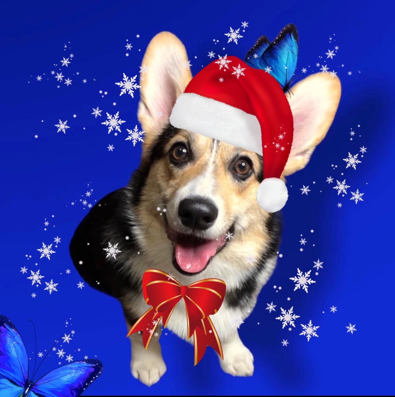Корги Луна 🌓 corgi.luna