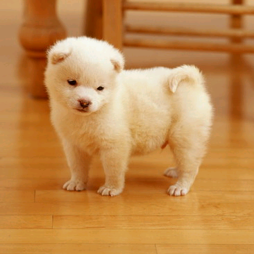 trdog1 trdog1