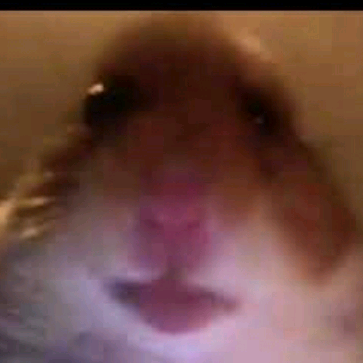 hamstergang006 hamstergang006