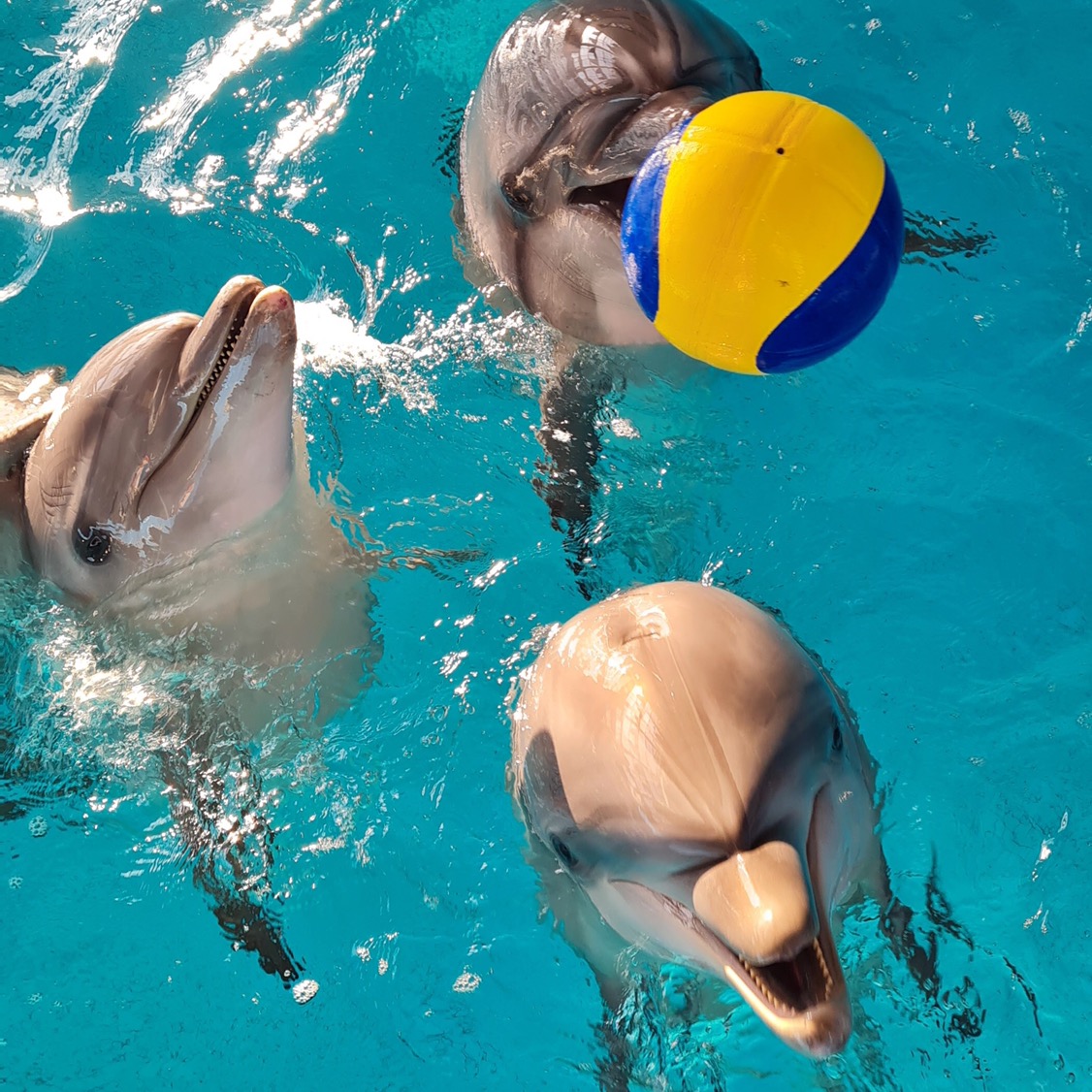 #БандаКоманда dolphin_team.chelny