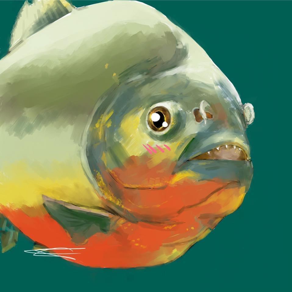 Brandon piranhapapi