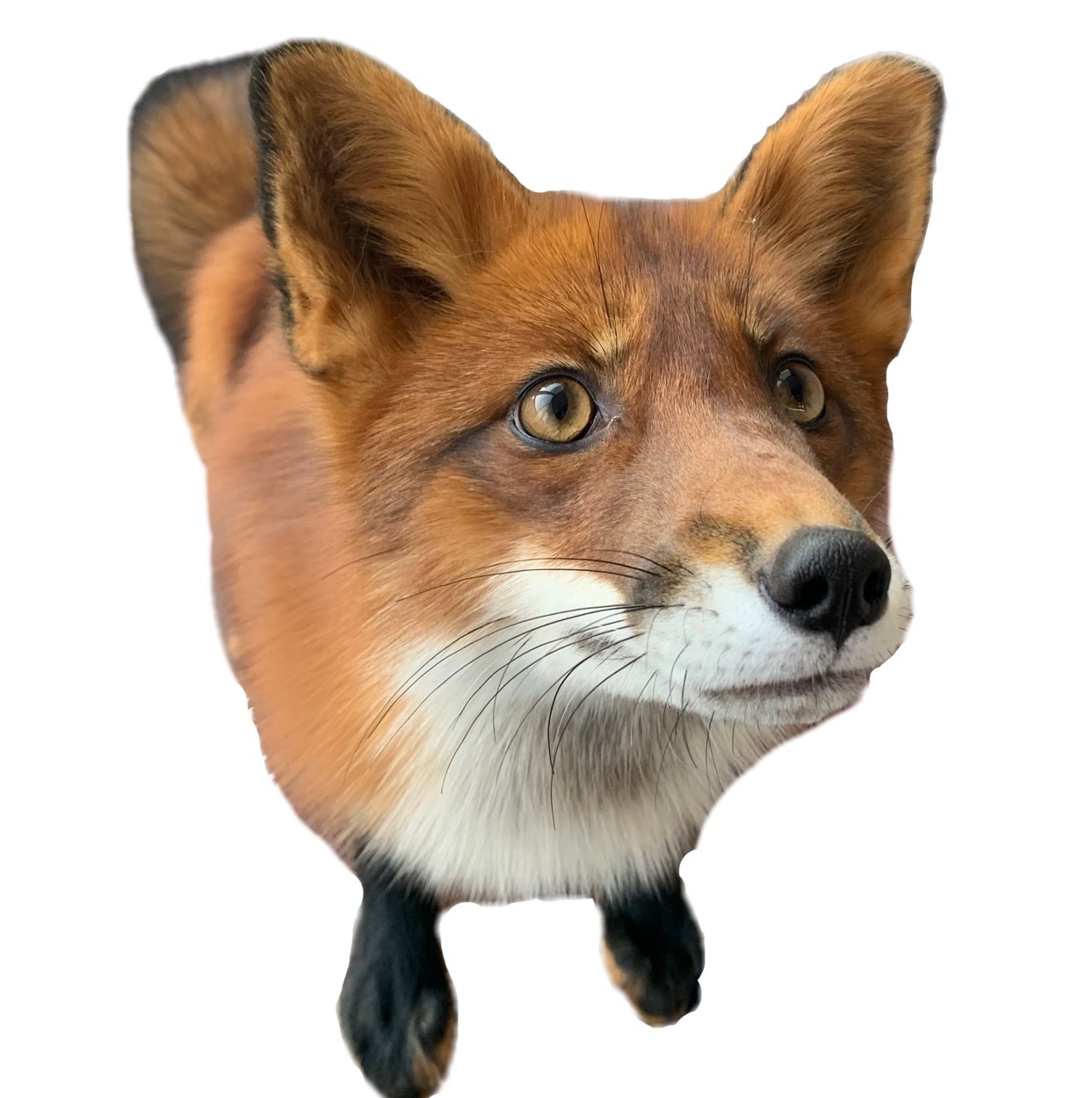 Лиса по имени Нарута naruta_the_fox