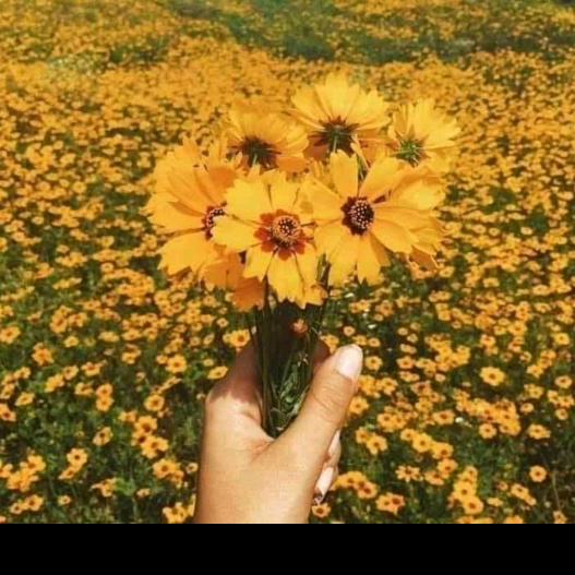 🦋🌸Amal🦋🌸 amal._.alsham