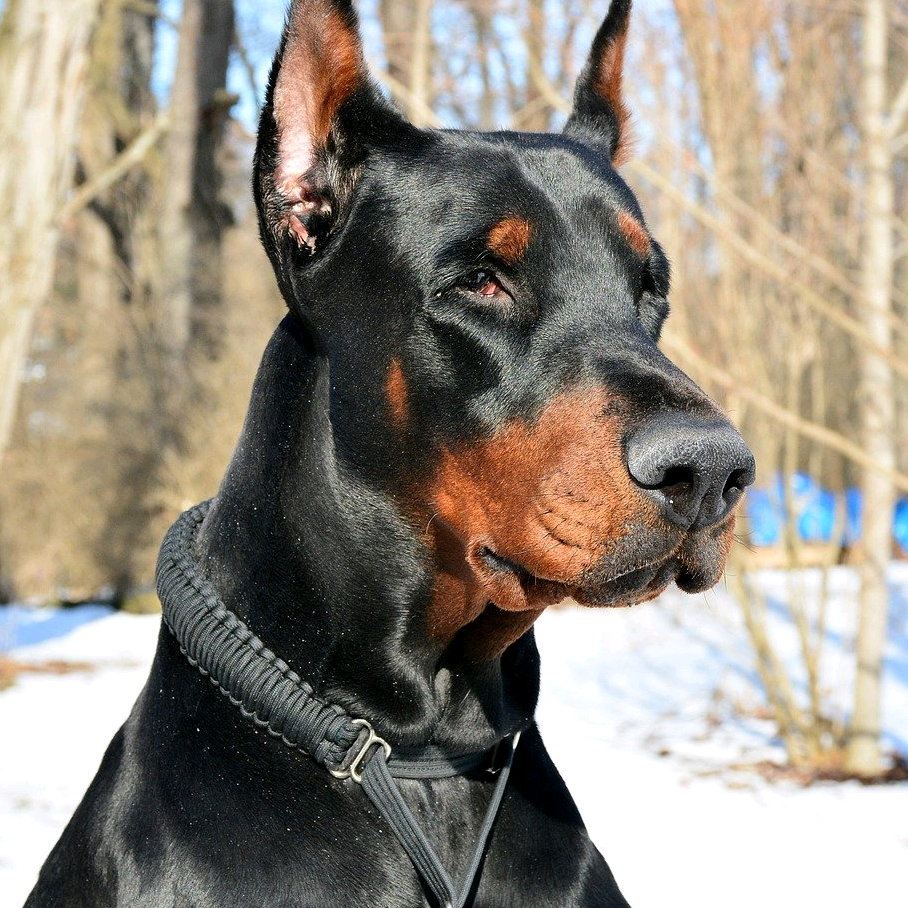 axmedmamedov dobermani555