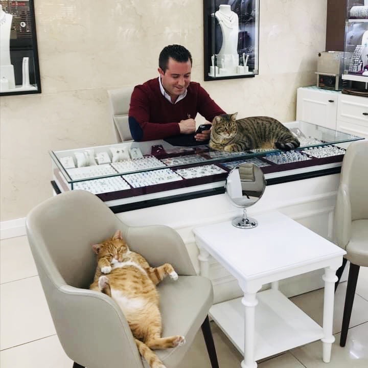 Cats and Gold catsandgold
