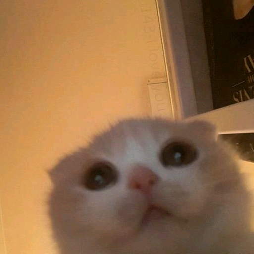 ЮСЕР ankupiiaaa