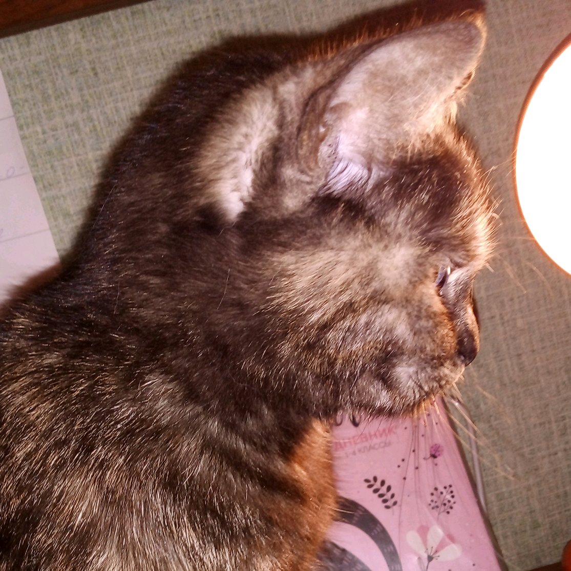 Котик хоёщик user4126394701476