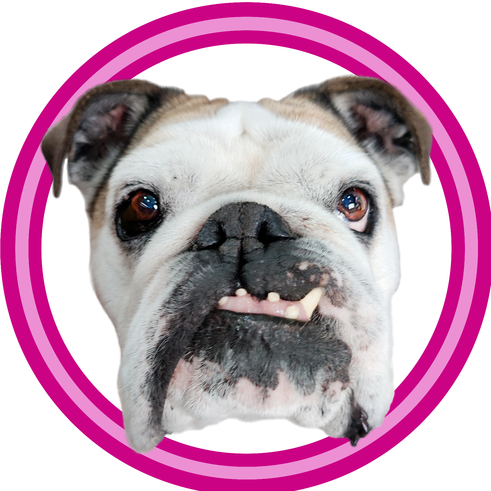 Elli 🐶 & Lempi 😇🐶 viral.bulldog