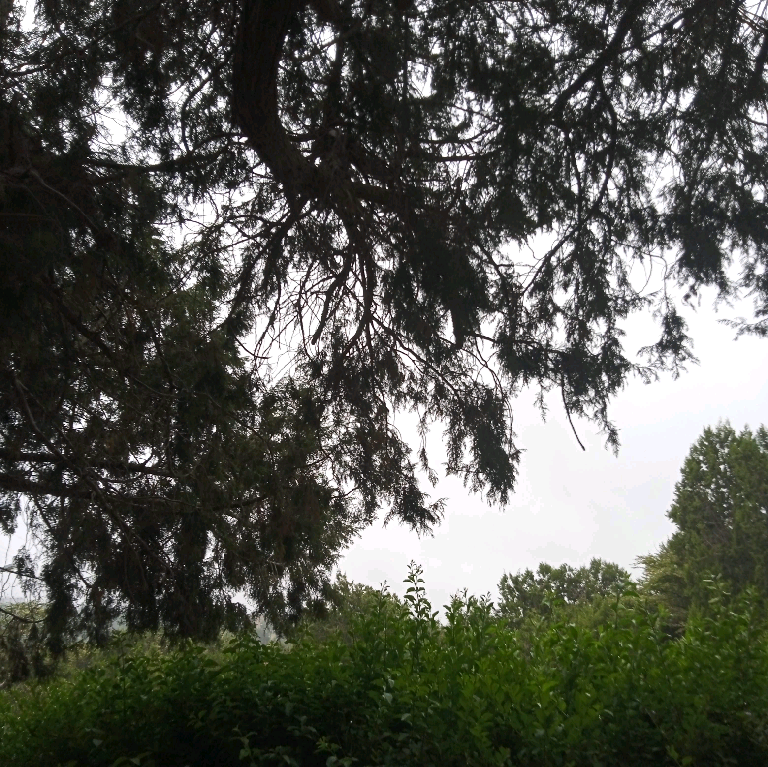 احمد الزهراني fj2fi