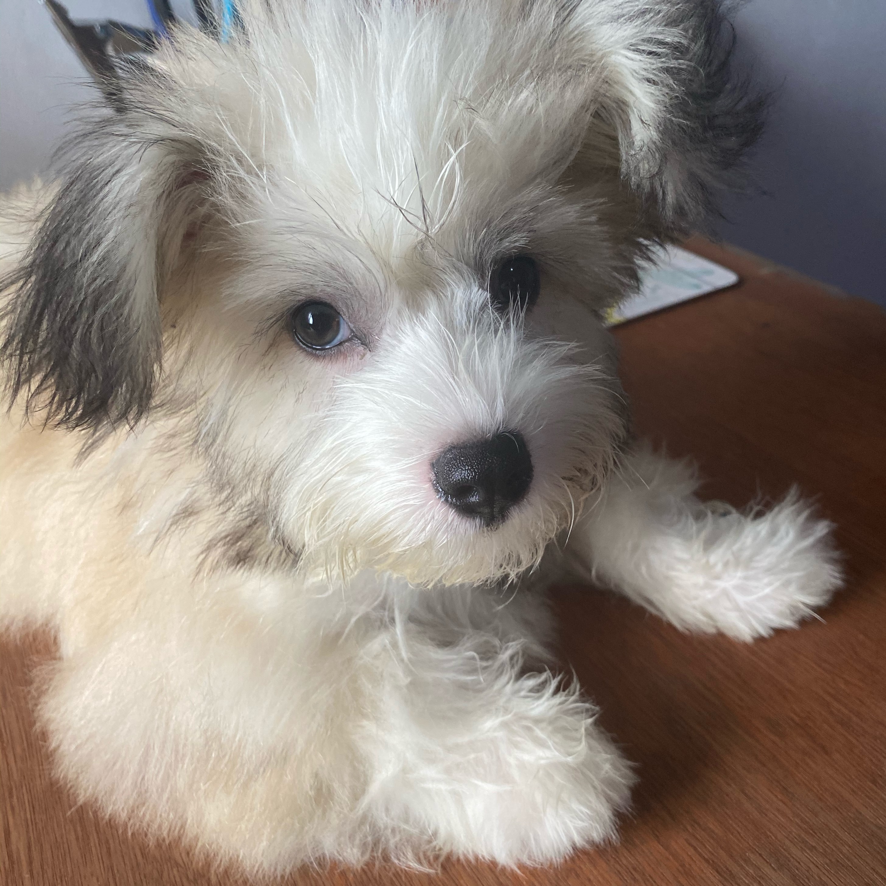 CooperBoi cooperthemixed