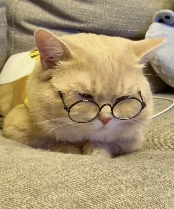 moon munchikincat_moon