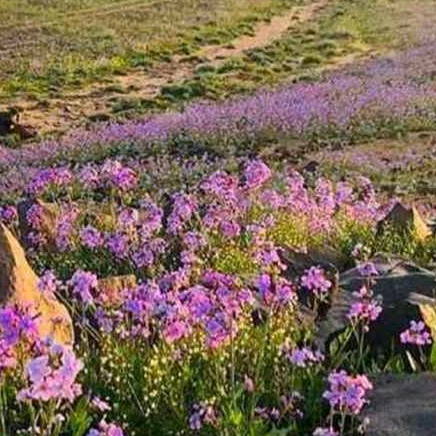 🌹🌷 فهد 509 🌷🌹 ss_509_509