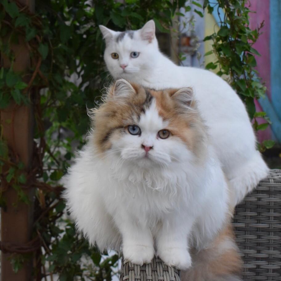 British Promise Cats britishpromise.cats