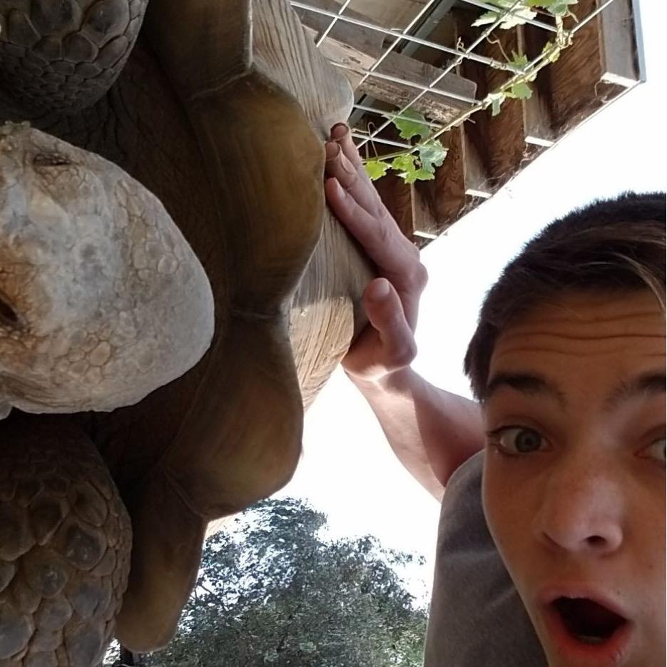 Tommyandthetortoises tommyandthetortoises