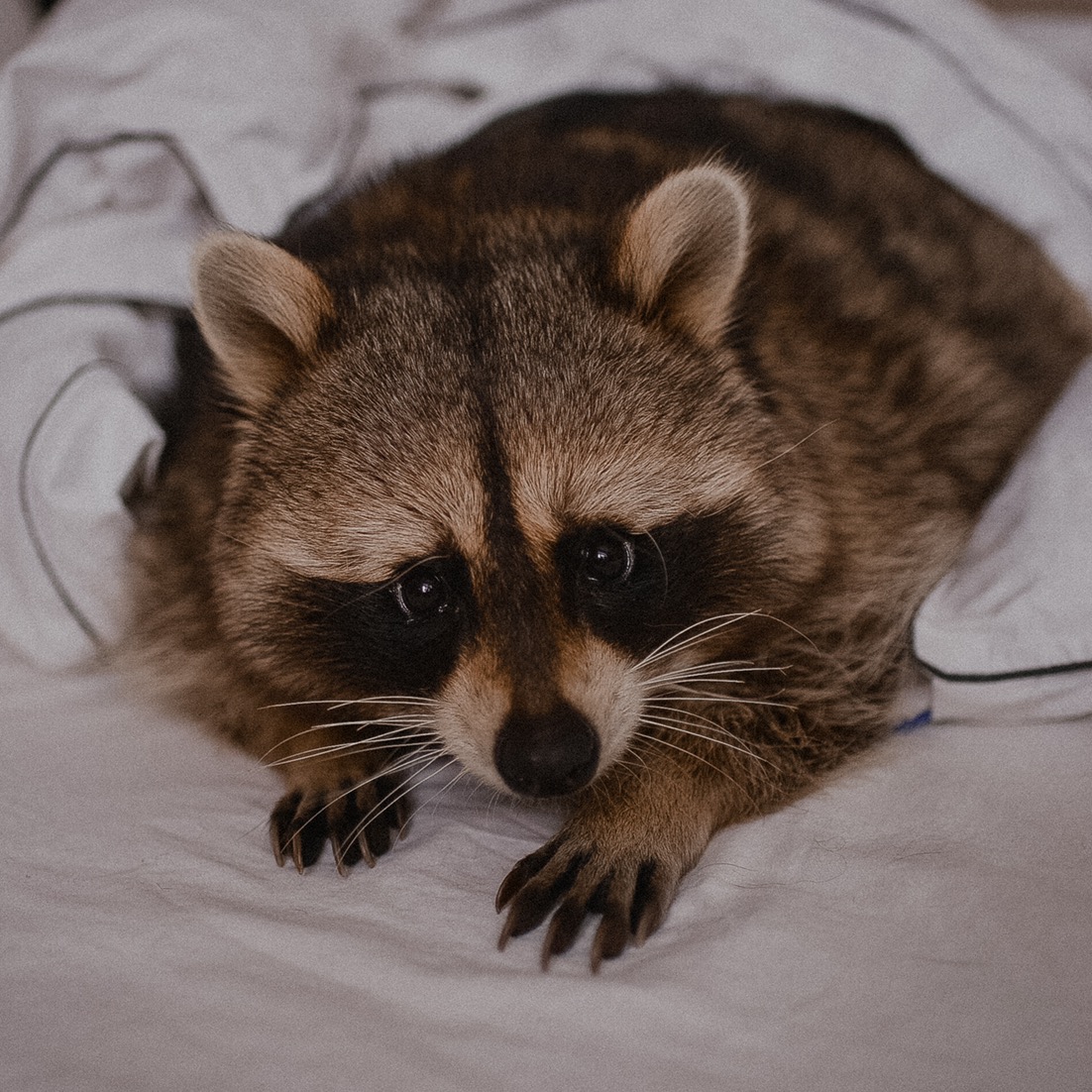Тот самый енот Тёма raccoon.tema