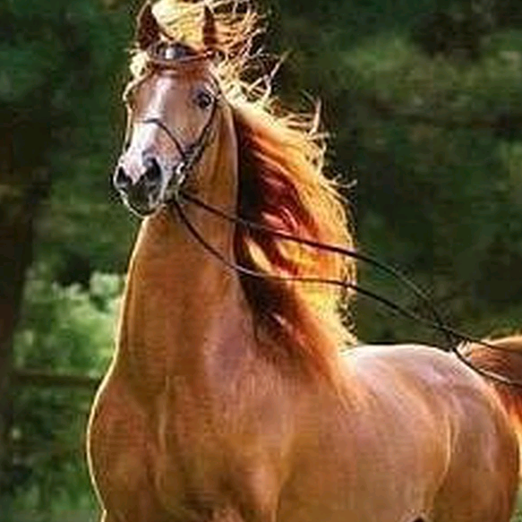 Sanaqulov Jumanazar jumanazar1225