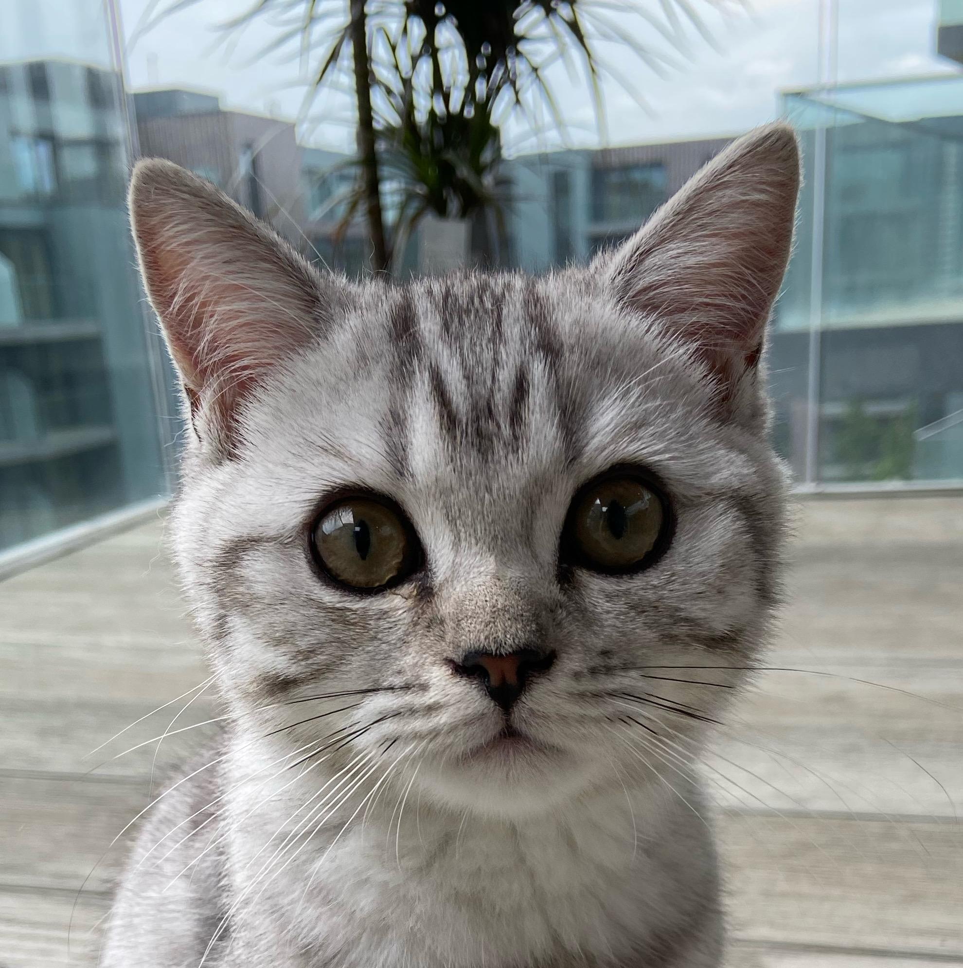 Tofu The Cat tofuthecat2020