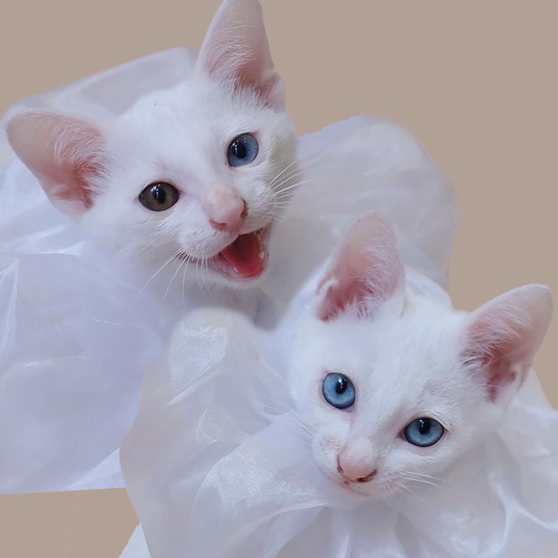 เลาเจอร์รี่นี่อัลโบ้ alboandjerry