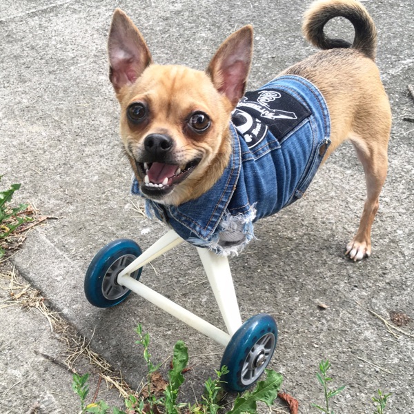 TurboRoo the 2Legged Chihuahua  turboroo
