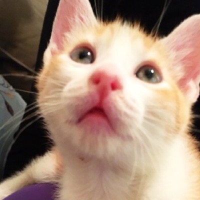 Catnip TV catniptv