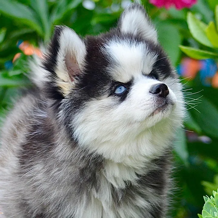 @ontariopomskypuppies