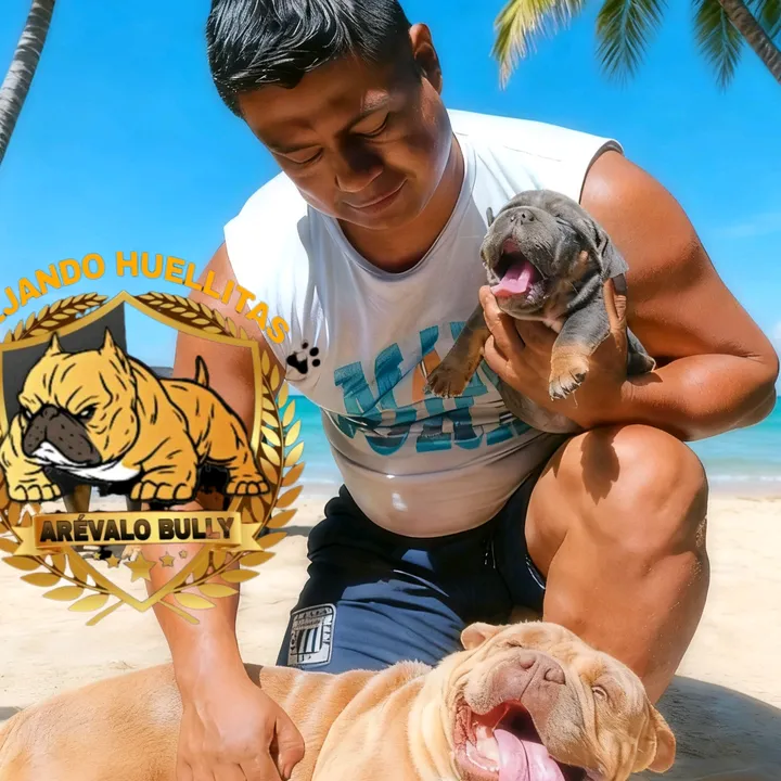 @arevalobullsperu