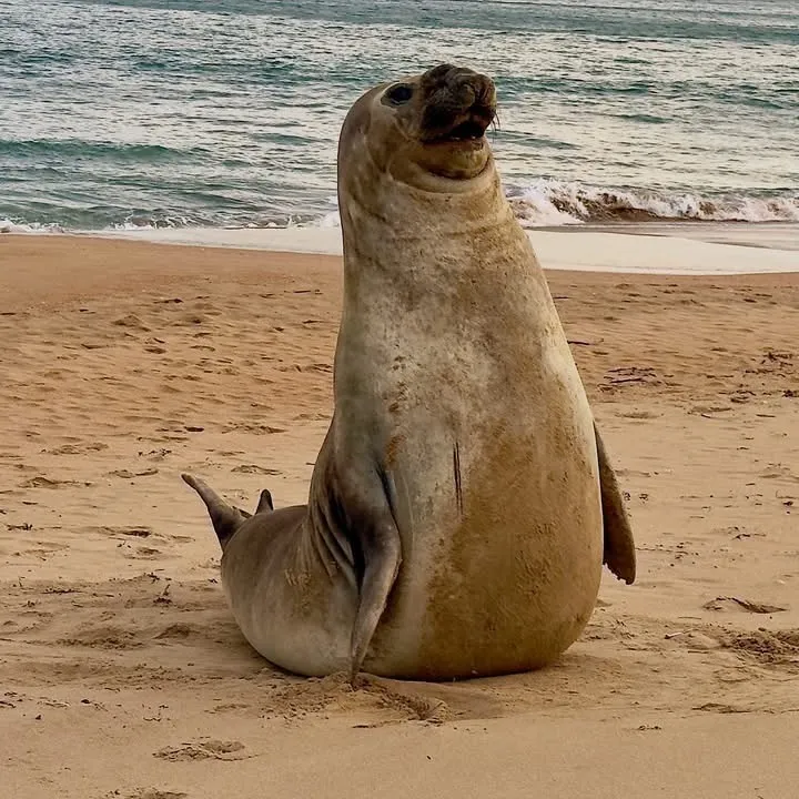 neiltheseal316