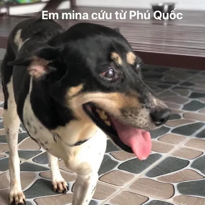 @yeuthuongchomeoba5