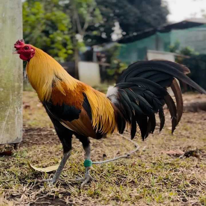 superlinegamefarm1