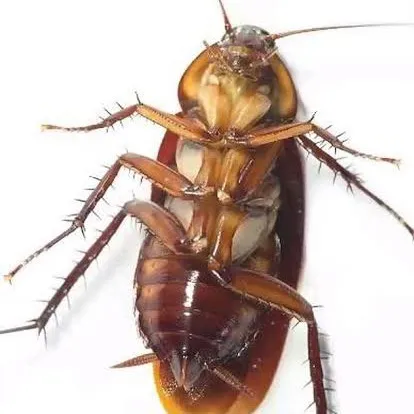 garibocan