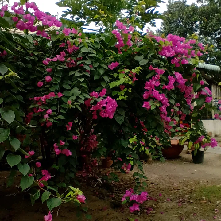 @yanfan2021