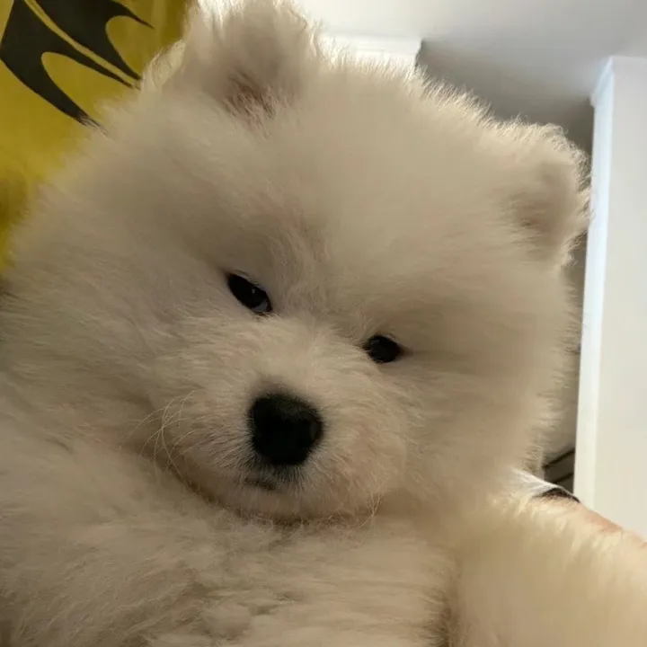 @sadlygirllovesleep