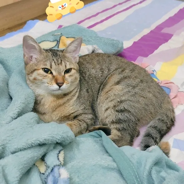 @meodepgai_2