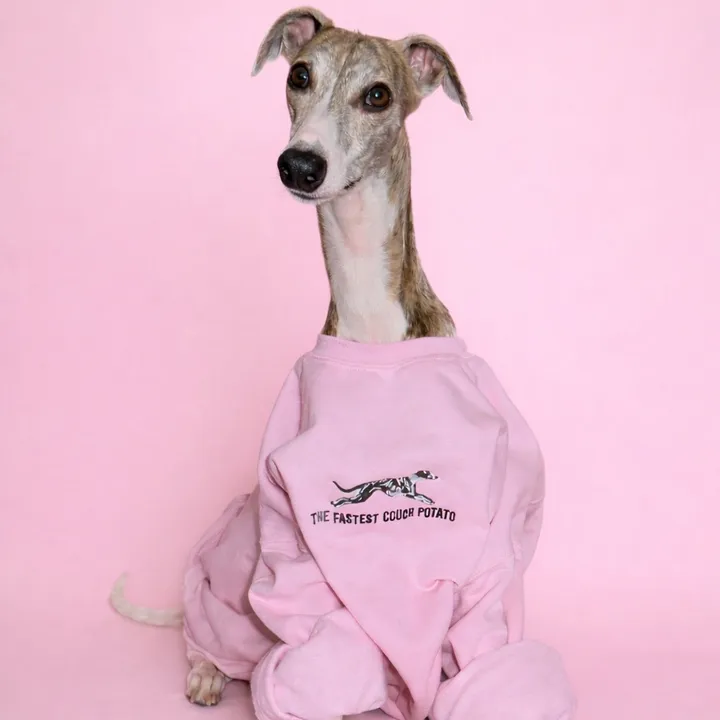 kayce_the_whippet