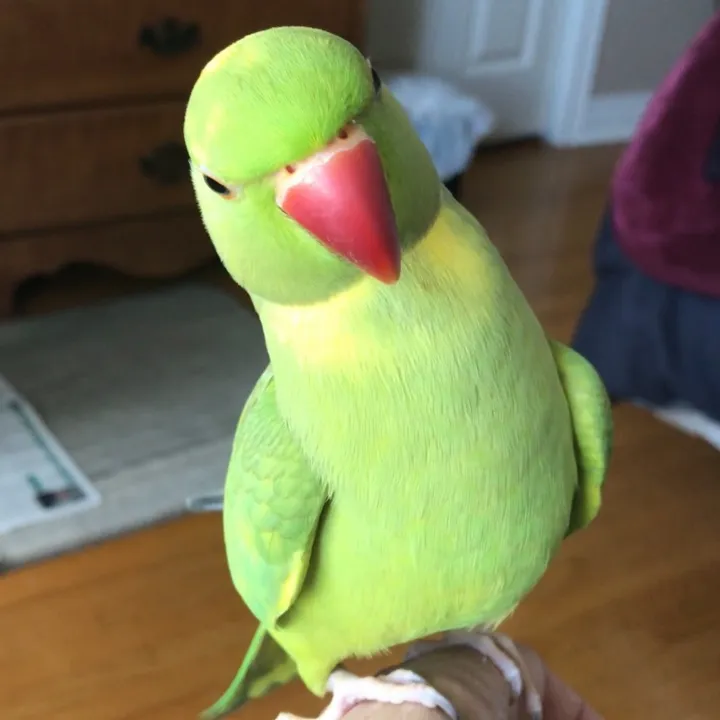 ricco_the_greenpied_irn