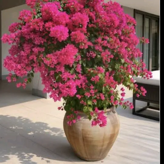 @tufaax911.1