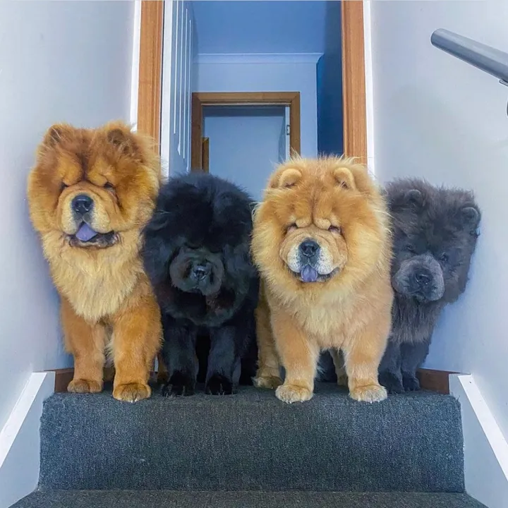 @dognaire