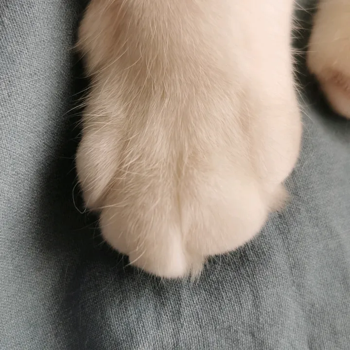 @furry.kids63