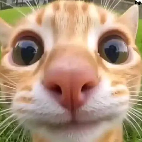 @hykalsazer01