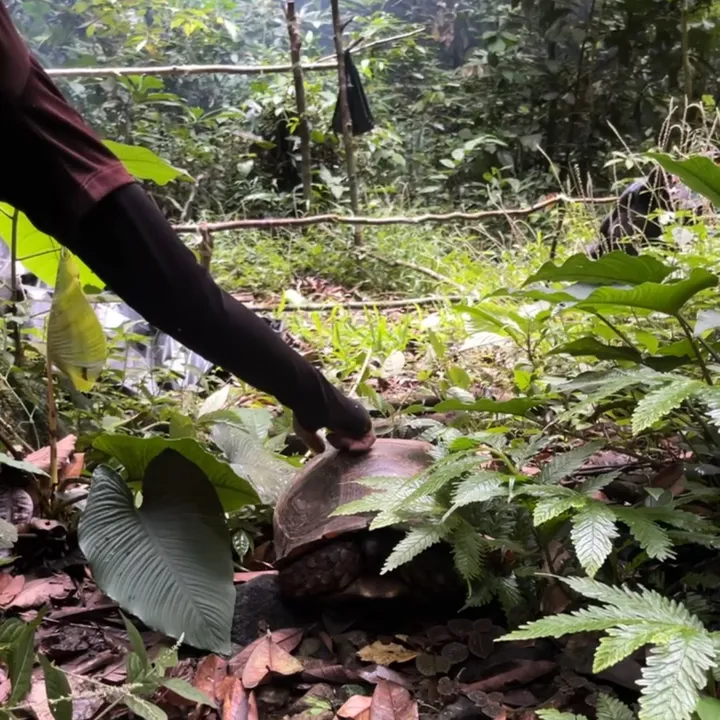 anakhutan99