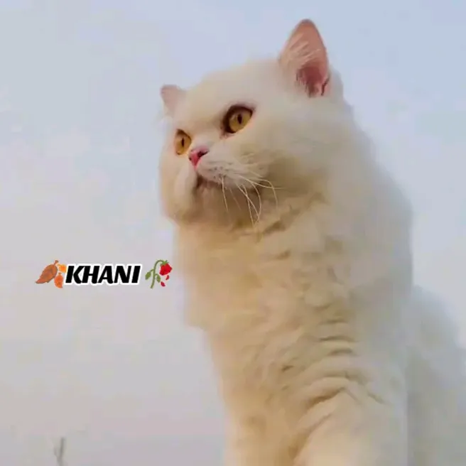 raja...987